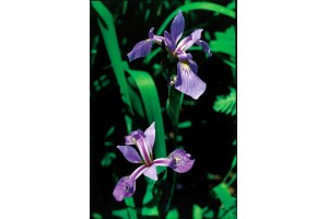Iris versicolor (to be translated)