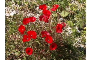 Coquelicot (to be translated)