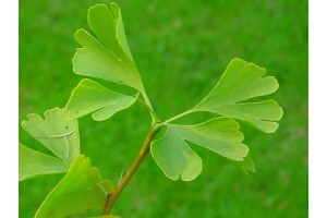 Ginkgo (to be translated)