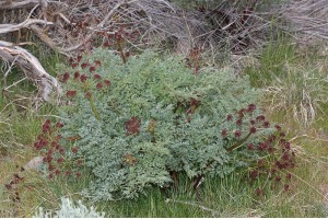 Lomatium dissectum (to be translated)