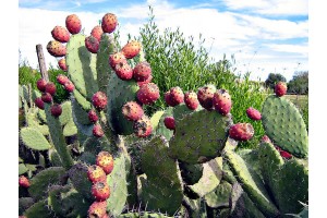 Nopal cactus (to be translated)