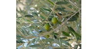 Olive (Pomace)