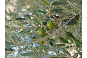 Huile d'olive (grignons)