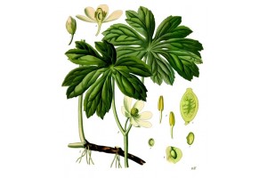 Podophylle (to be translated)