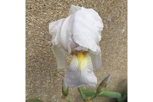 Iris de florence